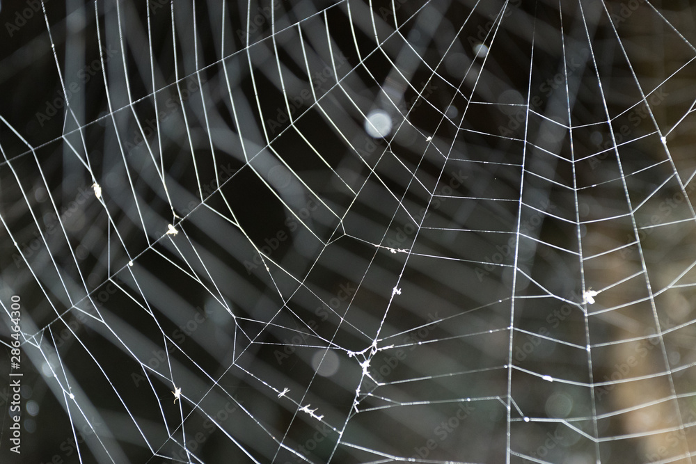 Fototapeta premium Spider Web on Dark Background