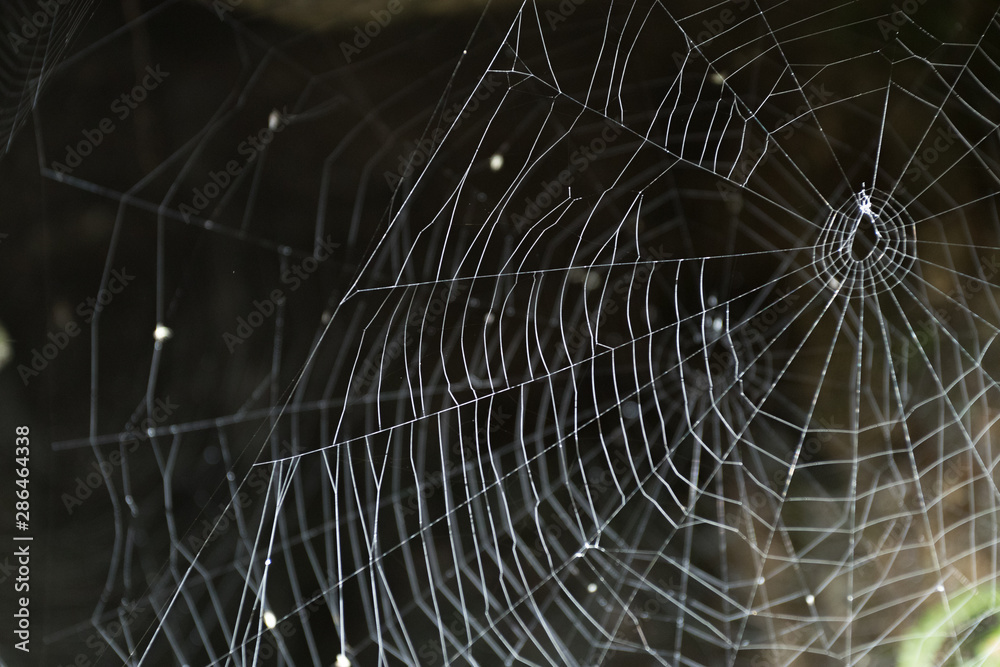 Naklejka premium Spider Web on Dark Background