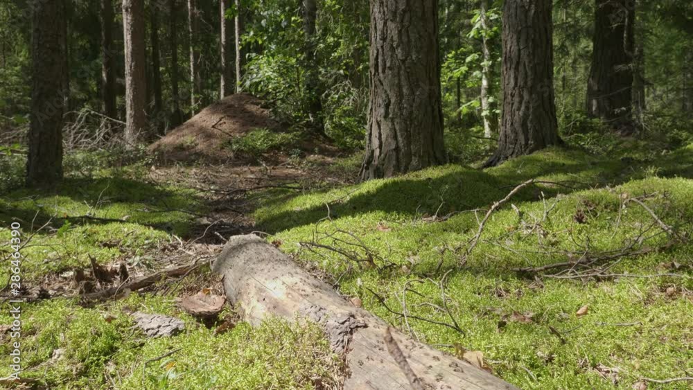 Big anthill with colony of ants and their paths in summer forest Big anthill with colony of ants and their paths in summer forest