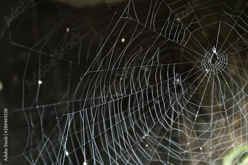 Spider Web on Dark Background