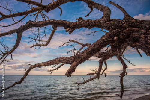 Dead perennial trees by the sea