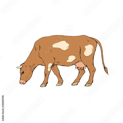 Cow colorful hand drawn illustration isolated vector