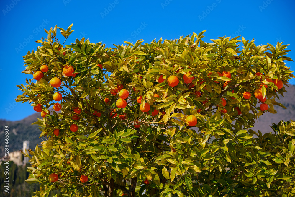 Tangerines on a tangerine tree, the sun in the background.