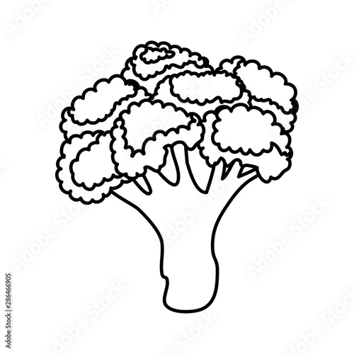 fresh broccoli vegetable nature icon