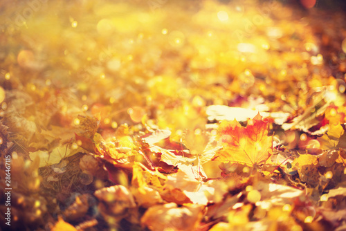 Autumn leaves background. Yellow maple leaf over blurred texture with sunlight, sunny bokeh, copy space. Concept of fall season. Golden autumn card