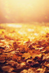 Autumn maple leaves in sunlights, sunny bokeh. Beautiful nature background with forest ground. Banner. Concept of fall season. Golden autumn card