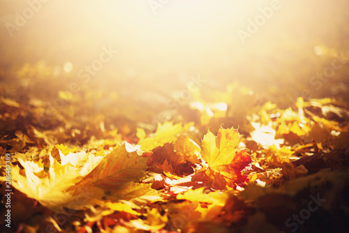 Autumn leaves background. Yellow maple leaf over blurred texture with copy space. Concept of fall season. Golden autumn card