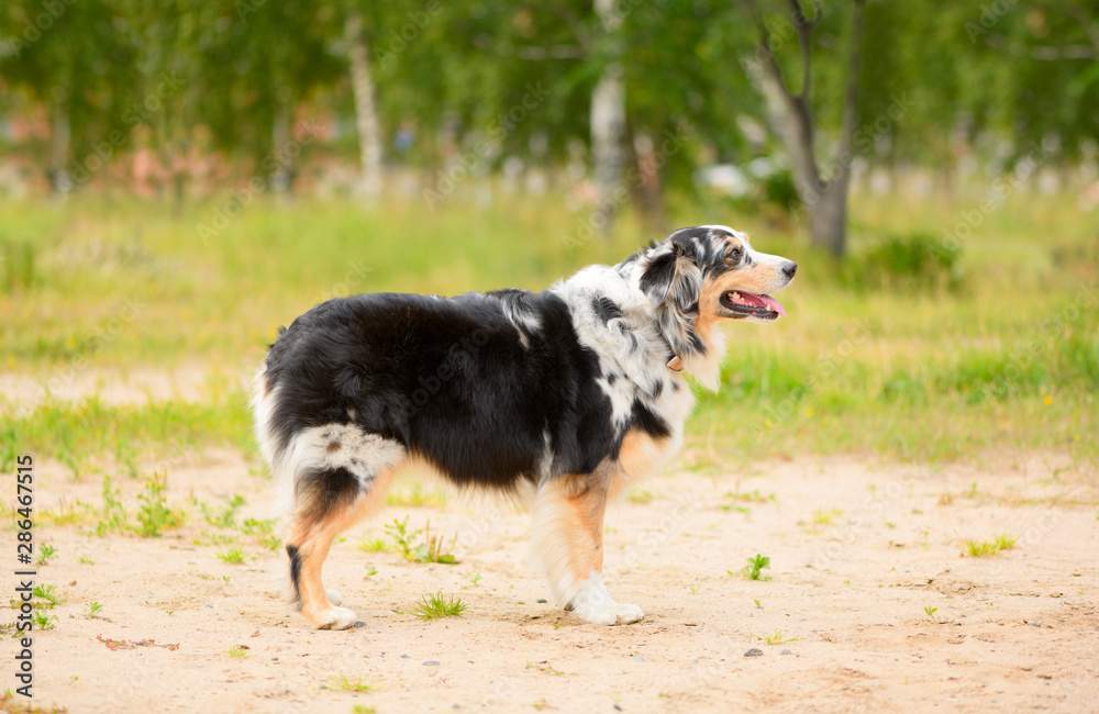 The profile of one adult Australian Shepherd dog in outdoors.