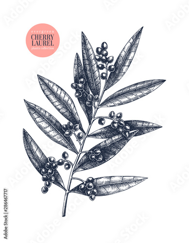 ?herry laurel vector illustration. Evergreen tree with black berries. Botanical drawing. Hand drawn barberry plant. 