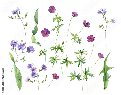 Set of watercolor red and blue wild flowers