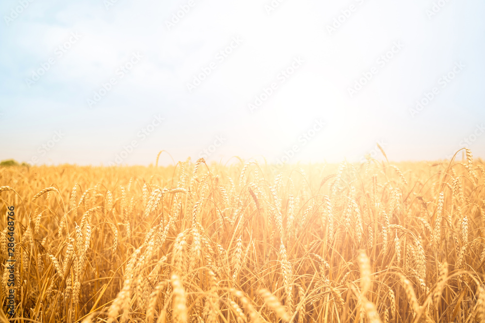 Image of wheat field with blue sky, summer day.