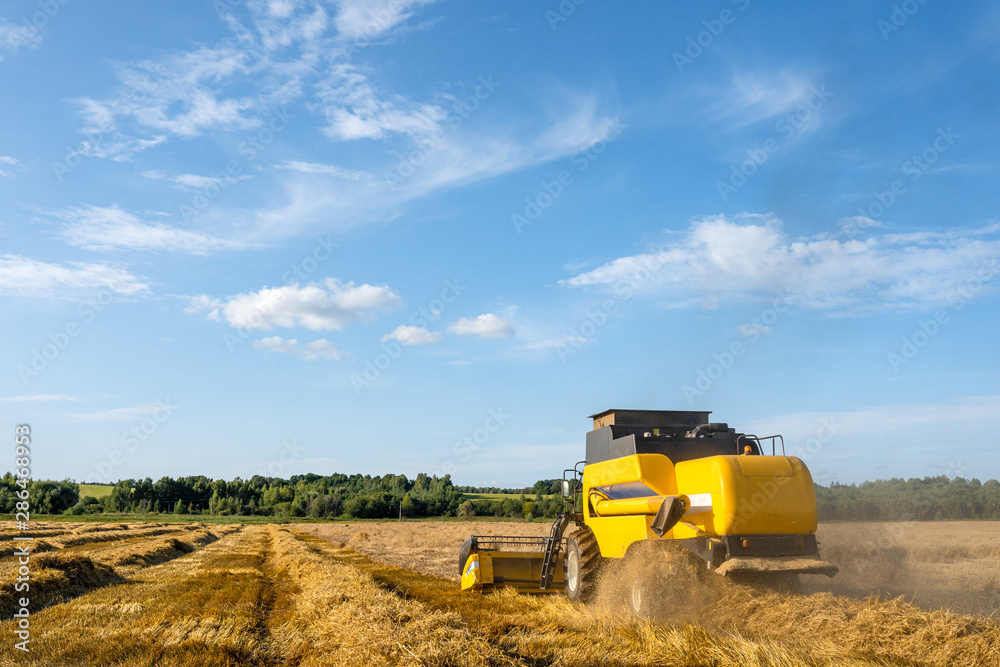 Fototapeta premium Photo from afar of harvester harvesting wheat, blue sky .