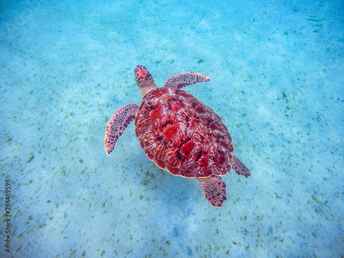 Martinique beach and turtle snorkeling in the caribbean islands