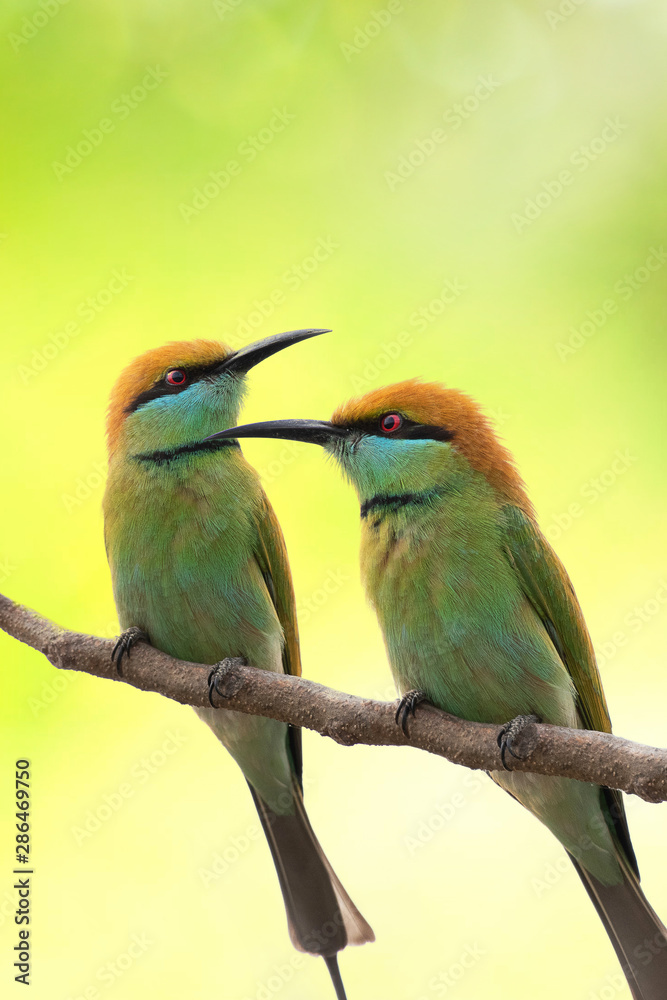 Fototapeta premium Two birds on a branch and green background.