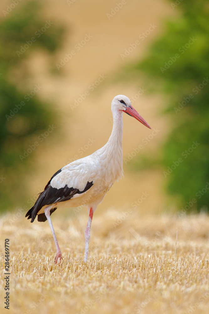 Fototapeta premium White Stork (Ciconia ciconia) searching for food on a stubble field near Frankfurt, Germany.