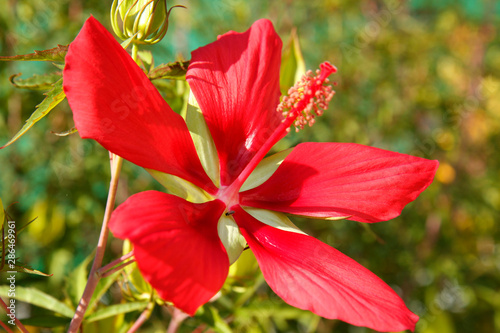 Texas star. Hibiscus coccineus. photo