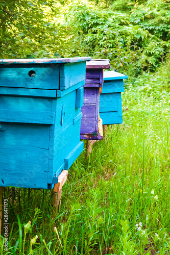 Colorful hives in apiary in a summer garden