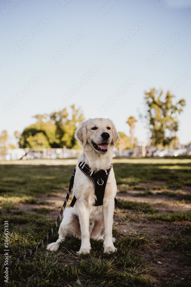 dog in park dog in park