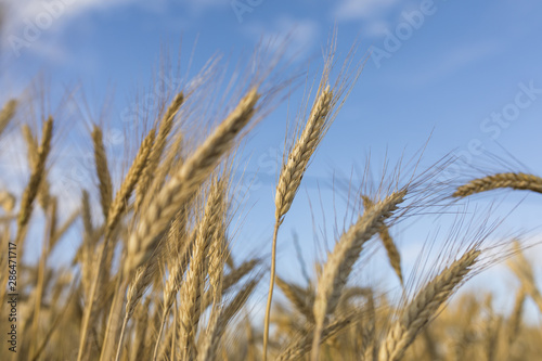 Autumn landscape with golden wheat ear