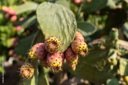 Close-up of Colorful Prickly Pears  Indian Fig  Nature