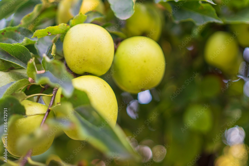 organic apples in the tree without treatments