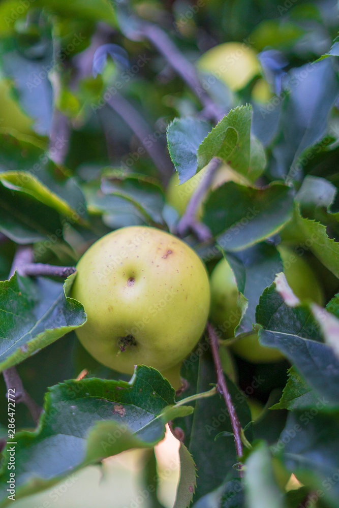 organic apples in the tree without treatments organic apples in the tree without treatments