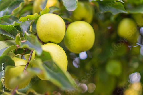 organic apples in the tree without treatments