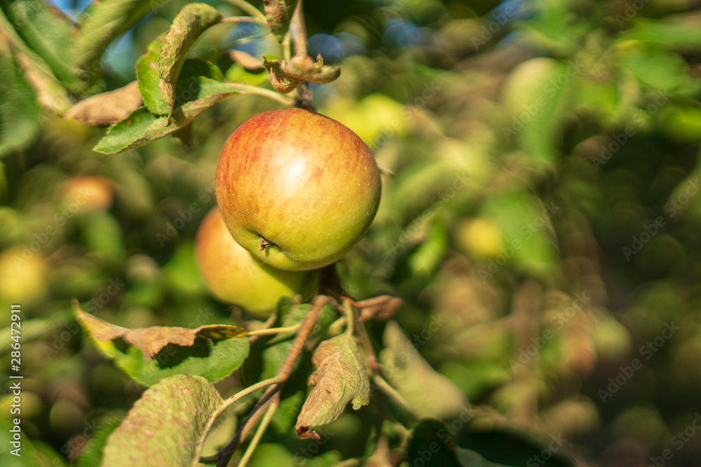 organic apples in the tree without treatments