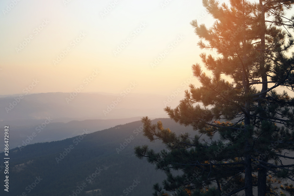 Scenic View of Pine Trees and Mountains. Sunset, Summertime. Travel concept. Scenic View of Pine Trees and Mountains. Sunset, Summertime. Travel concept.