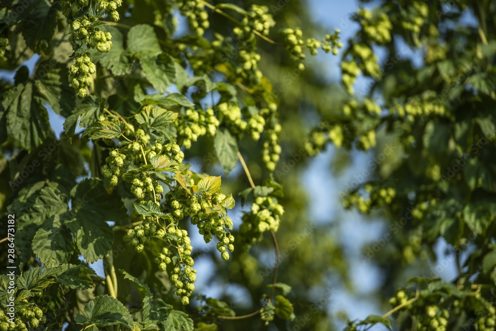 Fototapeta premium Flowers of the Hop Plant
