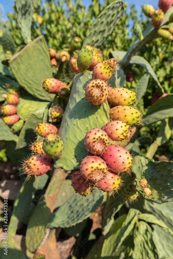 Close-up of Colorful Prickly Pears, Indian Fig, Nature Close-up of Colorful Prickly Pears, Indian Fig, Nature
