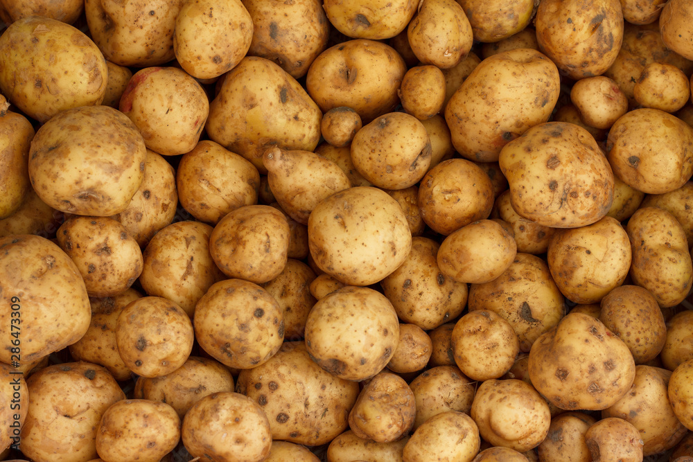 Harvested potatoes damaged by pests background. Harvested potatoes damaged by pests background.
