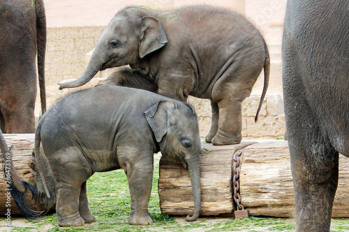 Zwei kleine indische Elefanten beim Spielen inmitten der Herde, Lateinisch Elephas maximus indicus