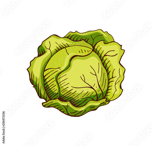 hand drawn cabbage color vector illustration