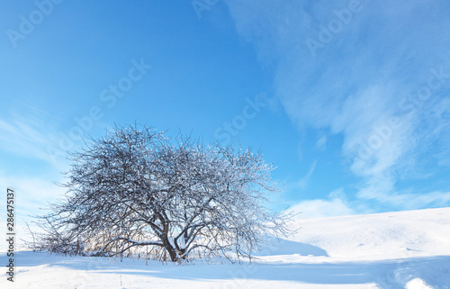 Beautiful winter landscape with a snowy tree on a white hill on a frosty sunny day. Natural winter background