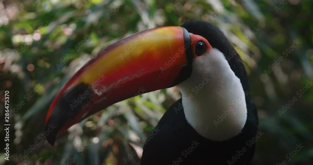 Authentic close up shot of the exotic colourful toucan bird in it natural habitat. Authentic close up shot of the exotic colourful toucan bird in it natural habitat.