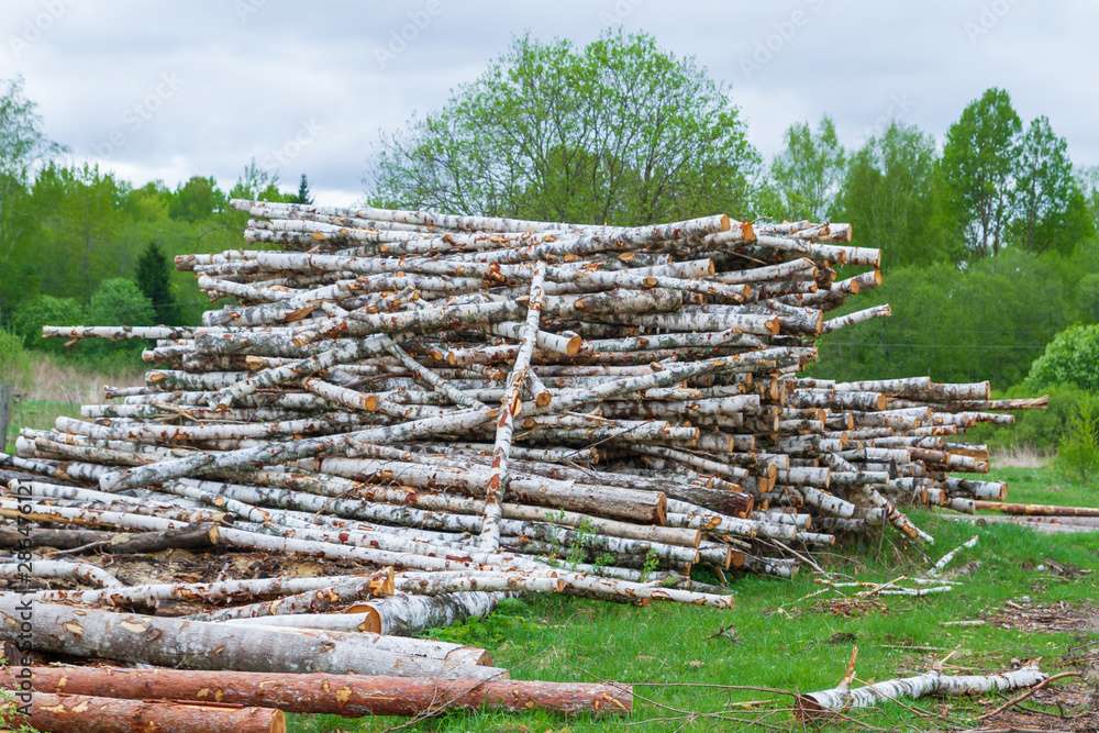 Felled trees lie in a pile on the edge of the forest