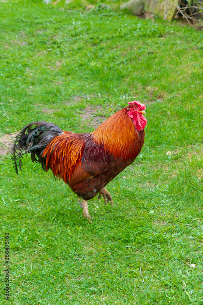 Fototapeta premium Bright cock walks in the yard on the green grass
