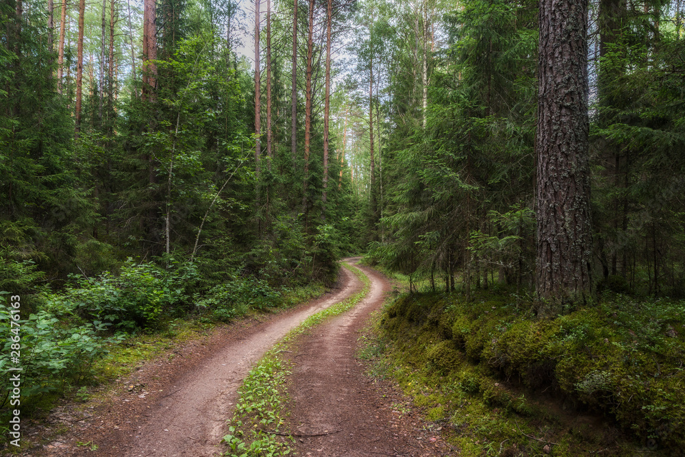 Scenic winding road in a pine forest on a summer day Scenic winding road in a pine forest on a summer day