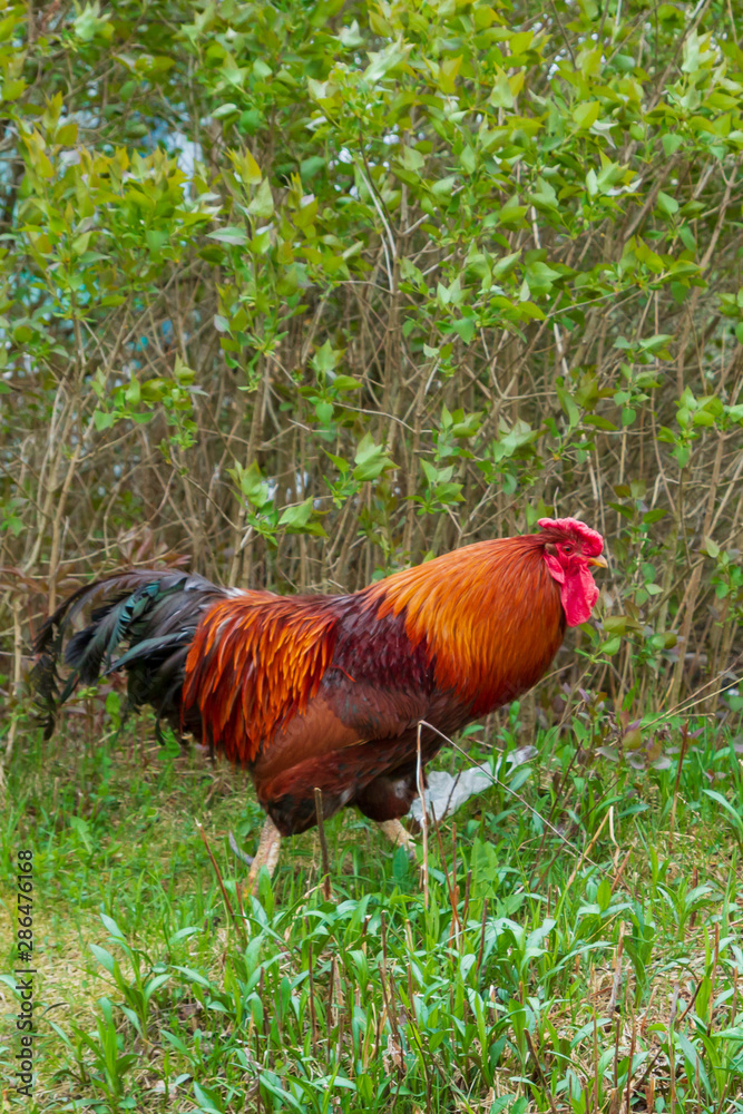 Fototapeta premium Bright cock walks in the yard on the green grass