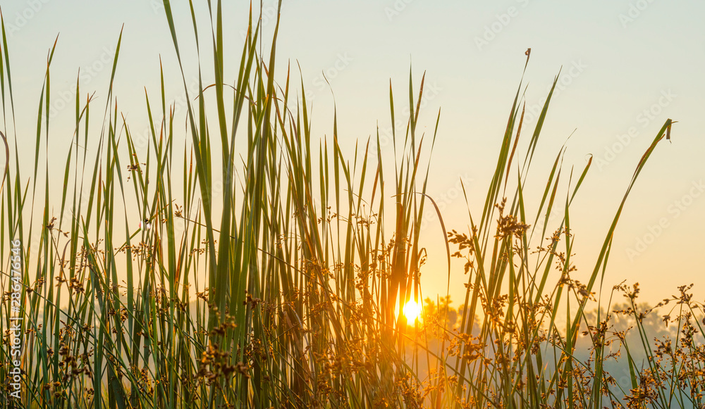 Reed along the edge of a foggy lake below a blue sky at sunrise in summer Reed along the edge of a foggy lake below a blue sky at sunrise in summer