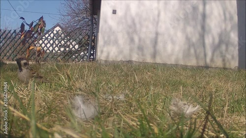 Sparrow selecting feathers for building nests(Close Shot). photo