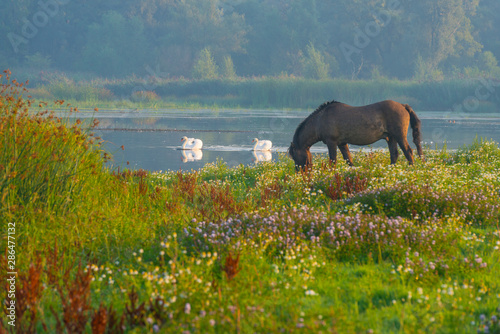 Fototapeta Naklejka Na Ścianę i Meble -  Horse in a field  along a lake below a blue sky at sunrise in summer