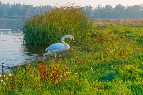 Fototapeta Naklejka Na Ścianę i Meble -  Swan in a field along a foggy lake below a blue sky at sunrise in summer