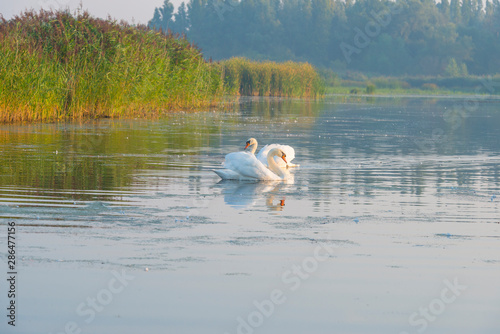 Fototapeta Naklejka Na Ścianę i Meble -  Swan swimming in a foggy lake below a blue sky at sunrise in summer