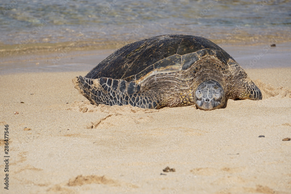 Obraz premium Sea Turtles Rest on Poipu Beach in Kauai