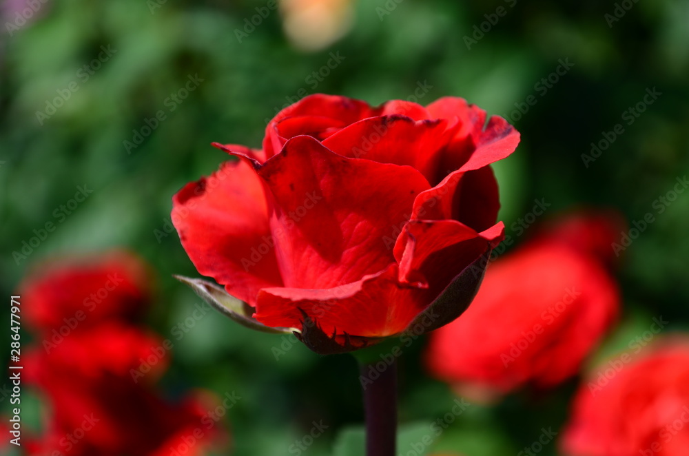 Beautiful fresh rose in the garden at morning