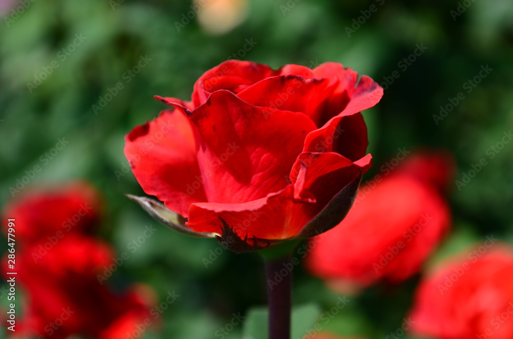 Beautiful fresh rose in the garden at morning Beautiful fresh rose in the garden at morning