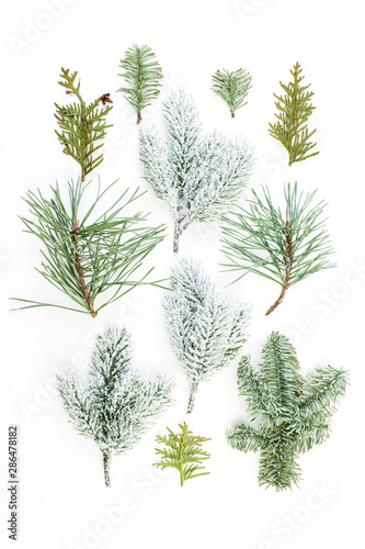 Different Christmas tree branch. Composition of green fir twig  pine and spruce isolated on white background
