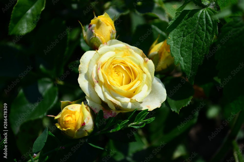 Beautiful fresh rose in the garden at morning Beautiful fresh rose in the garden at morning